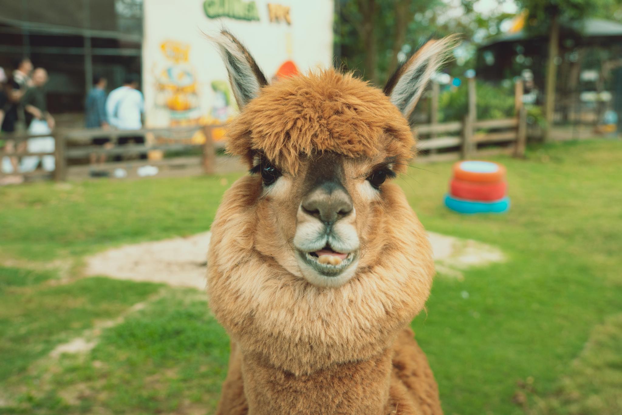 Adorable alpaca portrait taken in a vibrant park setting in Dalat, Vietnam.